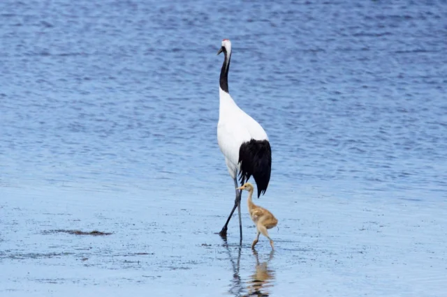 野鳥に出合えるスポット・夏編🌿

「野鳥の宝庫」と言われるほど、多くの野鳥を観察できる根室🕊️
風蓮湖やその周辺の河川、根室半島が狙い目ですよ。

この季節は子育て中の姿に出合えることも。
初飛行に挑戦するタンチョウのヒナ、
巣立ちするオジロワシのヒナなど。
たくましく愛らしい姿を目に焼き付けて✨

※鳥たちが安心して過ごせるよう、観察の際は距離を取り、静かに見守ってください。

Here are some summer birdwatching spots! 🌿

Nemuro is a birdwatcher's paradise, with a wealth of wild birds calling the city home. 🕊️
The top spots are Lake Furen and its surrounding rivers, as well as the Nemuro Peninsula.

At this time of year, you might even see birds taking care of their babies!
Keep your eyes peeled for baby red-crowned cranes attempting their first flight,
or baby white-tailed eagles leaving the nest.
Cute and resilient all at once, the sight of these young birds is unforgettable. ✨

Note: To avoid frightening the birds, keep plenty of distance and watch them quietly. 

邂逅野鳥的景點──夏季篇🌿

能在根室觀察到的野鳥之多，讓這裡有「野鳥寶庫」之稱🕊️
風蓮湖和周邊的河川、根室半島就是賞鳥的必訪景點。

在這個季節，或許還能遇見正在養育雛鳥的野鳥們。
挑戰第一次飛行的丹頂鶴雛鳥、
即將離巢的白尾海雕雛鳥等，
把牠們堅強又可愛的模樣，深深烙印在眼底吧✨

為了讓鳥兒們安心生活，觀察時請保持距離，安靜守護。

#野鳥
#根室
#北海道　
#hokkaido　
#deephokkaidonemuro