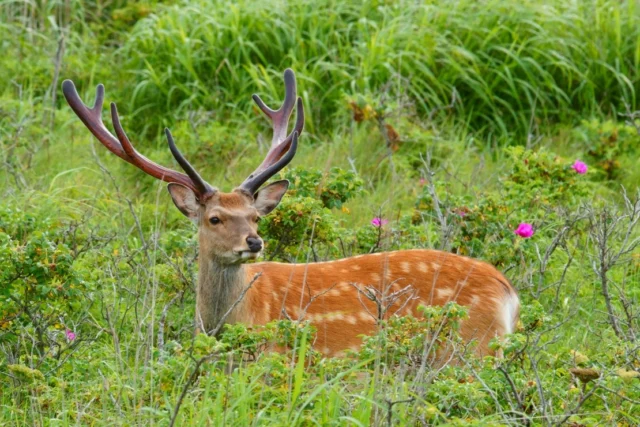 出合える野生動物・夏編🌿

自然豊かな根室で、のびのびと過ごす野生動物たち。
岩場で気持ちよさそうに日向ぼっこするゼニガタアザラシ🦭
子育てに励む、キタキツネにエゾシカ、ラッコ。
どれも、この季節ならではの姿です。

おすすめスポットは、風蓮湖や根室半島。
動物たちの穏やかな営みに触れてみて🦊

Here's some wildlife you might see in summer! 🌿

The abundant nature of Nemuro is a happy home for many animals.
You might see a harbor seal lying on the rocks and enjoying the sun. 🦭
Or you could see Ezo red foxes, Ezo deer, or sea otters taking care of their babies.
These are sights you can only see in summer.

Lake Furen and the Nemuro Peninsula are the best spots to catch a glimpse of the animals quietly going about their lives. 🦊

邂逅野生動物──夏季篇🌿

根室的自然豐饒，有許多野生動物在這裡悠哉地棲息。
在岩石上舒服地做日光浴的港海豹🦭
努力育兒的北狐和蝦夷鹿、海獺，
這些都是只有在這個季節才能看到的珍貴畫面。

推薦您前往風蓮湖和根室半島，
感受動物們安穩的生態吧🦊

#野生動物
#根室
#北海道　
#hokkaido　
#deephokkaidonemuro