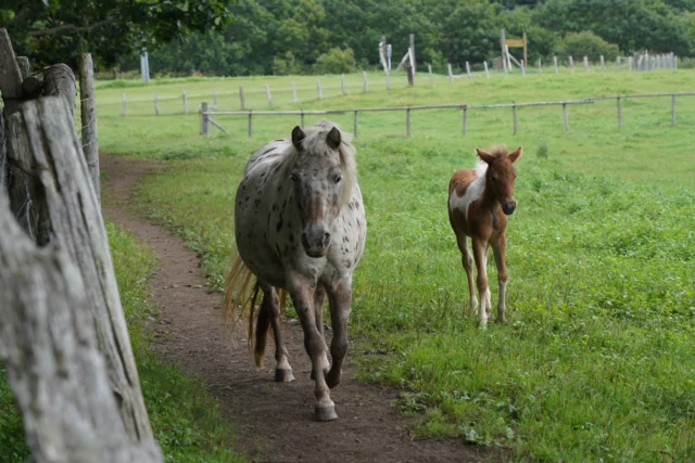 馬とふれあう、癒しの時間🐴

明郷☆伊藤牧場内の「あっとこ家畜動物園」には、馬とのふれあい牧場があります。
サラブレッドやポニーに、にんじんをあげる体験も🥕

開拓や農業の発展において、馬は苦楽を共にしてきた大切な存在。
根室の人々の暮らしを支えてきた馬を、身近に感じられるスポットです🌱

Let horses soothe your soul! 🐴

The Farm Animals Park in Akesato Ito Dairy Farm features an area where you can meet horses.
You can even feed carrots to the ponies and thoroughbreds! 🥕

Horses have played an important role, working beside people through thick and thin during the development of Hokkaido and expansion of agriculture.
This spot invites you to meet these majestic animals who have long supported the people of Nemuro.🌱

與馬兒親近的療癒時光🐴

明鄉☆伊藤牧場內的「ATTOKO家畜動物園」，設有能與馬兒交流的牧場。
亦提供純種馬和矮種馬的胡蘿蔔餵食體驗🥕

在開拓和農業發展的歷史之中，馬是與人類同甘共苦的重要存在。
來到這個景點，就能近距離接觸一直以來支撐著根室人生活的馬兒🌱

#馬
#根室
#北海道　
#hokkaido　
#deephokkaidonemuro