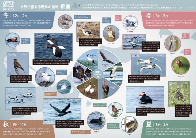 野鳥カレンダーを公開✨

根室で出合える野鳥がひと目でわかるカレンダーが出来上がりました🐦
年間360種以上もの野鳥が訪れ、「野鳥の聖地」とも呼ばれる根室。
バードウォッチングを楽しむ際は、ぜひ参考にしてみてくださいね。

#野鳥
#根室
#北海道　
#hokkaido　
#deephokkaidonemuro