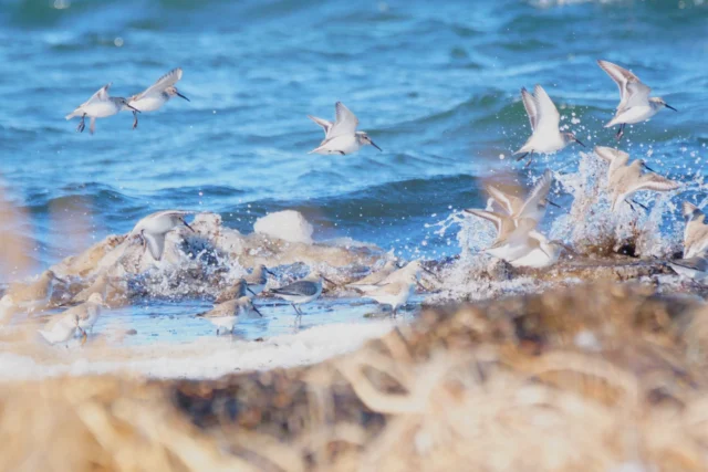 秋の風蓮湖で野鳥観察🦅

今の季節、根室には渡り鳥たちがやって来ます。
湖や湿原を舞う鳥たちの姿は、この季節ならでは🪿

おすすめスポットは風蓮湖や春国岱。
この時期に出合えるのは、イソシギやチドリにクロガモ、そしてコクガンなどです。
自然の中で、秋の根室を楽しんで✨

※鳥たちが安心して過ごせるよう、観察の際は距離を取り、静かに見守ってください。

Autumn birdwatching at Lake Furen! 🦅

During this season, Nemuro welcomes the arrival of migratory birds.
Seeing these birds fluttering over lakes and wetlands is a unique autumn experience. 🪿

Recommended birdwatching spots include Lake Furen and Shunkunitai.
At this time of the year, you may spot common sandpipers, plovers, black scoters, and brants.
Enjoy autumn in Nemuro, surrounded by the rich natural environment. ✨

*When birdwatching, be sure to keep your distance and observe quietly to protect the birds.

在秋季的風蓮湖觀察野鳥🦅

在這個季節，會有候鳥飛來根室。
在湖泊和濕原翩翩飛舞的鳥兒身姿，只有在這個季節才能看見🪿

推薦賞鳥景點為風蓮湖和春國岱。
在這時期可以遇見磯鷸、鴴、黑海番鴨及黑雁等野鳥。
歡迎在大自然之中，盡享秋季的根室✨

※為了讓鳥兒們安心生活，觀察時請保持距離，安靜守護。

#野鳥
#根室
#北海道　
#hokkaido　
#deephokkaidonemuro
- [ ]