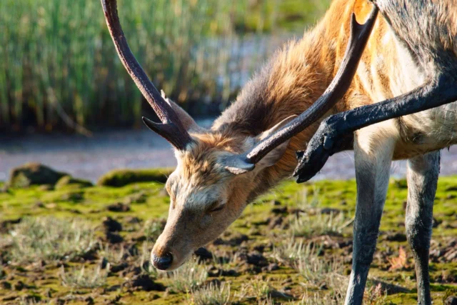 オスジカの激しい決闘🦌

秋はエゾシカにとって繁殖期🍂
この時期のオスジカは勢力争いを繰り広げ、
その戦いの様子が見られることがあります⚔️

響く雄たけび、角と角のぶつかり合い。
自然の厳しさを感じるシーンです。

※繁殖期のオスは興奮しています。見かけた場合は決して近づかず、遠くから見守ってください。

Stags ready for battle! 🦌

Autumn is the mating season for Ezo deer. 🍂
During this time, stags engage in territorial battles, and you may occasionally witness these fights! ⚔️

Roars echo as antlers clash—a powerful reminder of nature’s harsh reality.

*WARNING: Stags are highly agitated during the mating season. For your safety, keep your distance and observe from afar.

雄鹿的激烈決鬥🦌

秋天是蝦夷鹿的繁殖季節🍂
這個時期，雄鹿會開始競爭勢力
有時候還能看見牠們對戰的光景⚔️

響亮的雄鹿鳴叫聲、鹿角互相碰撞，
這幅景象將令人感受到大自然的嚴峻。

※繁殖季節的雄鹿情緒較為亢奮，看到時絕不可靠近，請從遠處靜靜觀察。

#エゾシカ
#根室
#北海道　
#hokkaido　
#deephokkaidonemuro